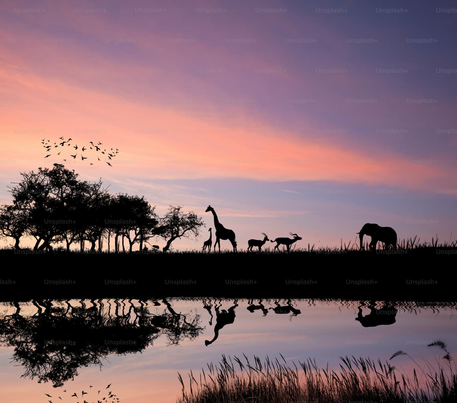 AFRICA